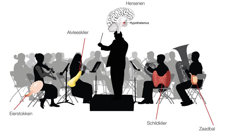 Hormoonorkest