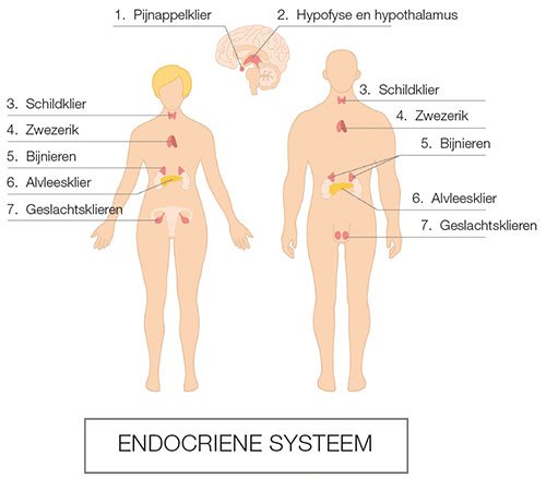 Endocriene systeem