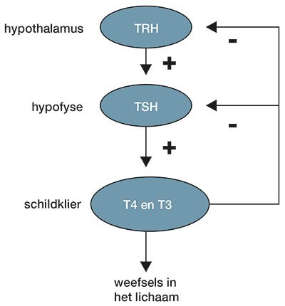 Hypothalamus